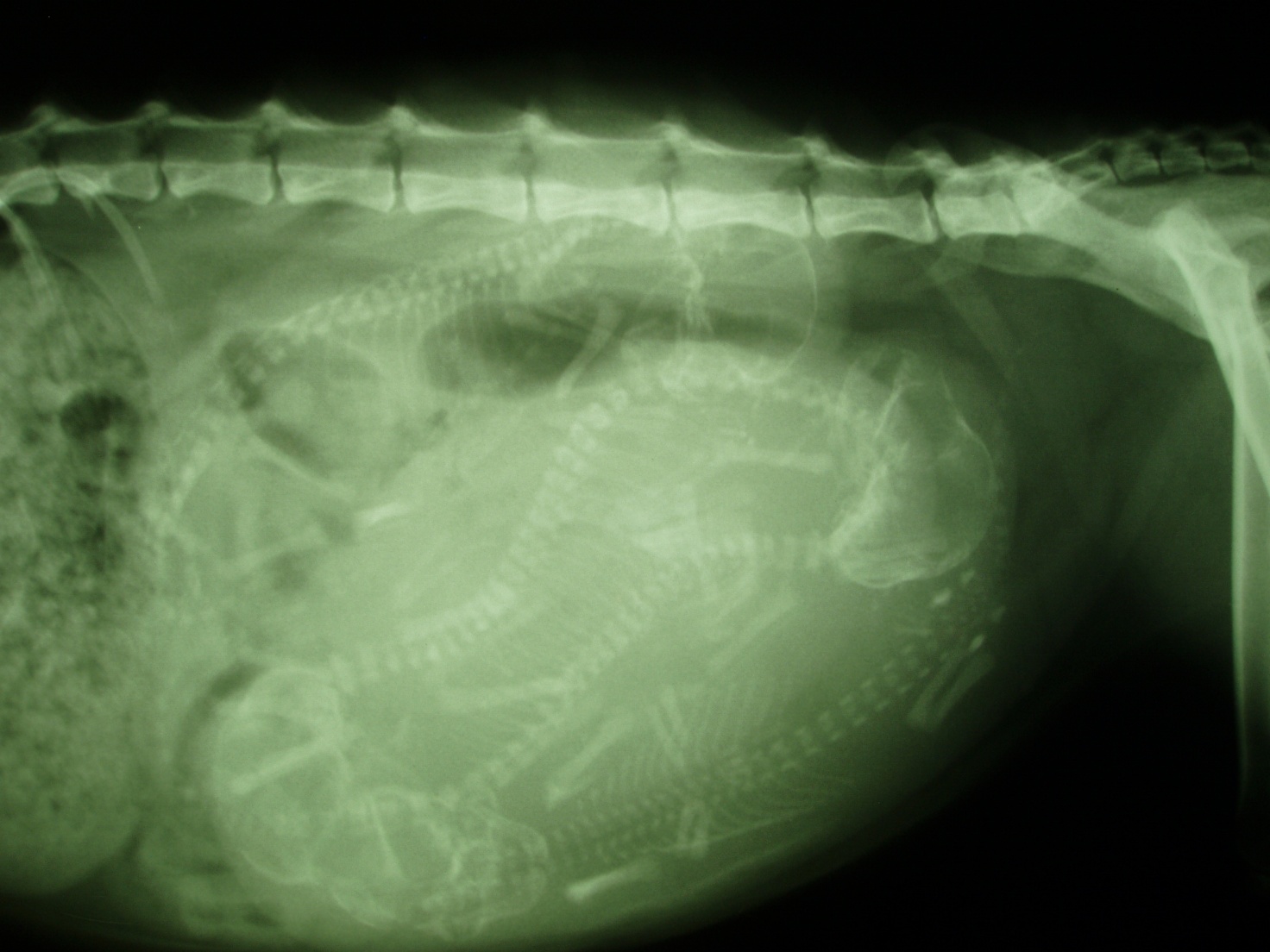 Ambulatorio Veterinario Aponense Abano Terme ( Padova)
